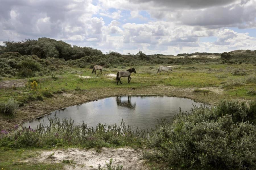 Vakantiehuisje Aan Zee Vlakbij Plopsaland En Het Strand - Casa Memphis De Panne Luaran gambar